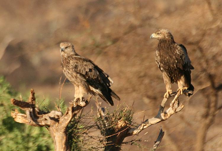 Samburu