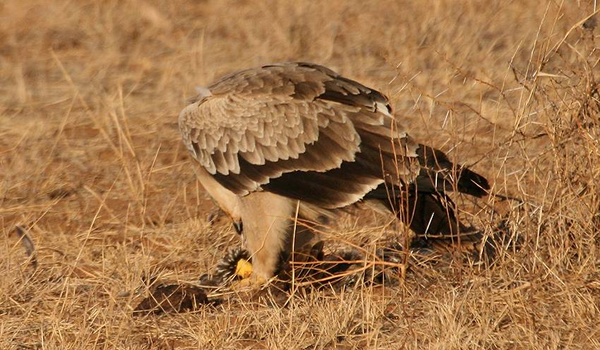 Samburu