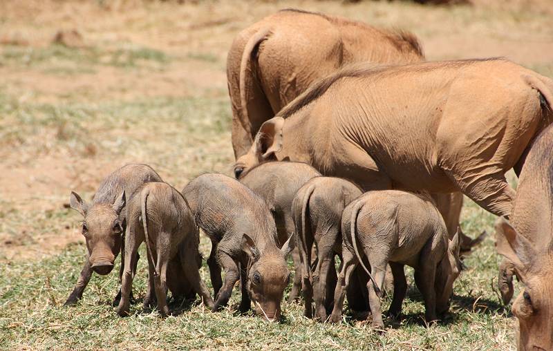 Samburu