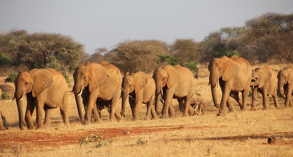 rote Tsavo Elefanten