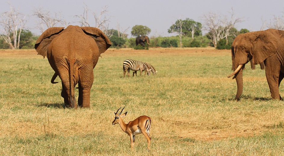 Sentrim Tsavo