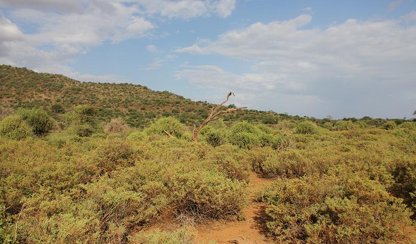 Leopard 0,1 Samburu