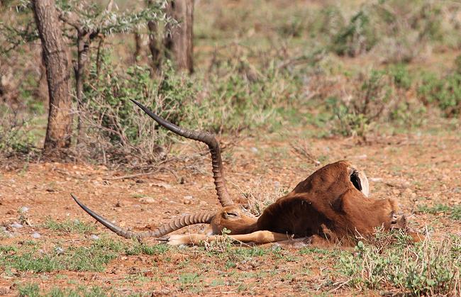 Safari Kenya Oktober 2017 Teil 2