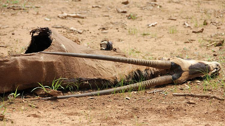 Safari Kenya Oktober 2017 Teil 2