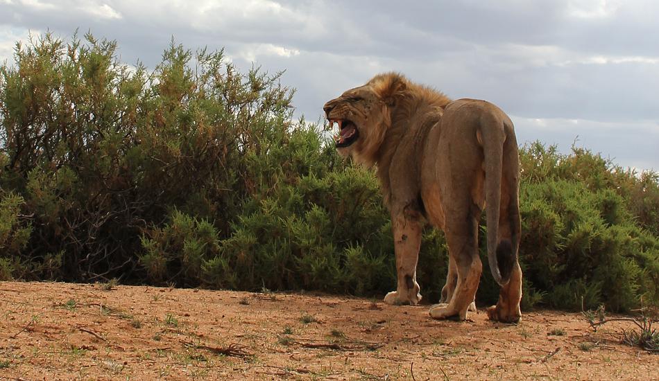 Löwenbrüder Samburu