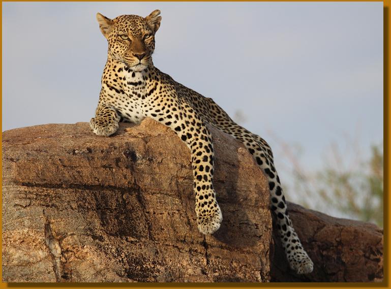 Leopard im Samburu 0,1