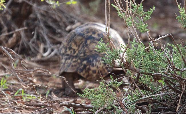 Leopardschildkröte