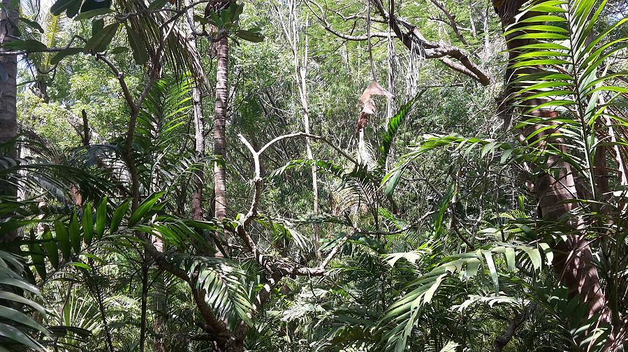 Wildlife and fun in Boko Boko