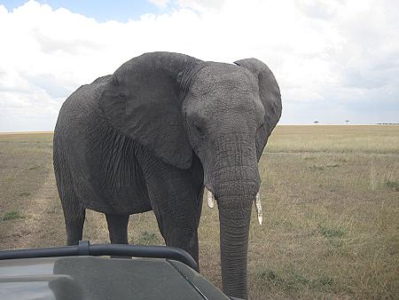 Elefanten, Masai Mara