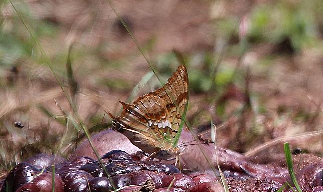 Schmetterling, Masai Mara