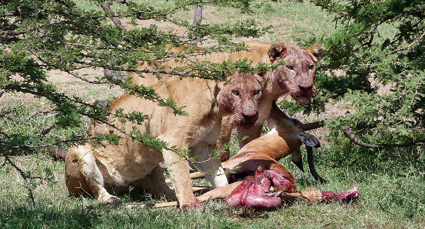 Löwen mit Beute, Masai Mara