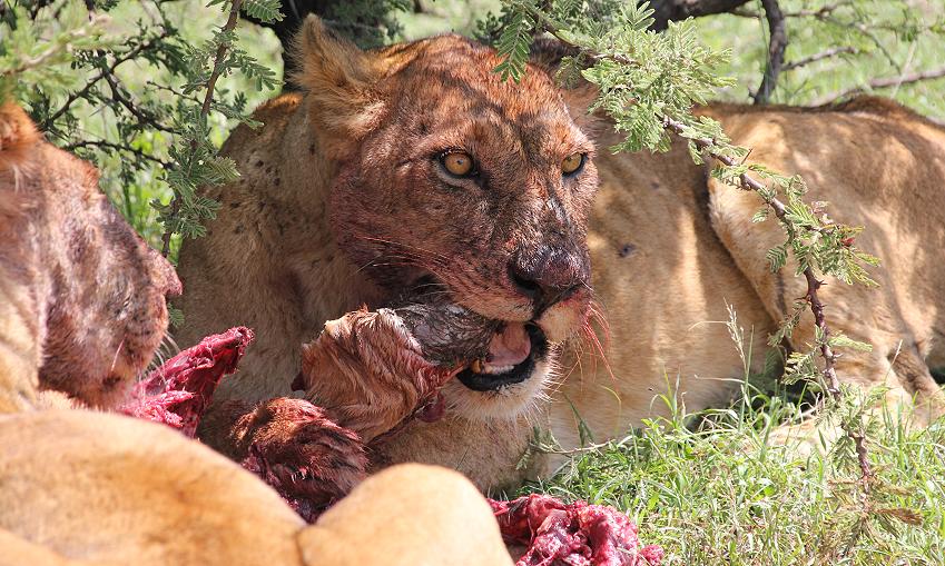Löwen mit Beute, Masai Mara