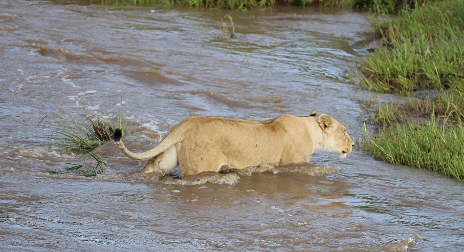 schwimmende Löwen Masai Mara