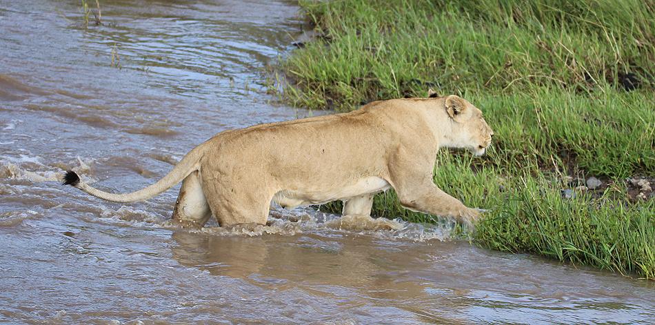 schwimmende Löwen Masai Mara