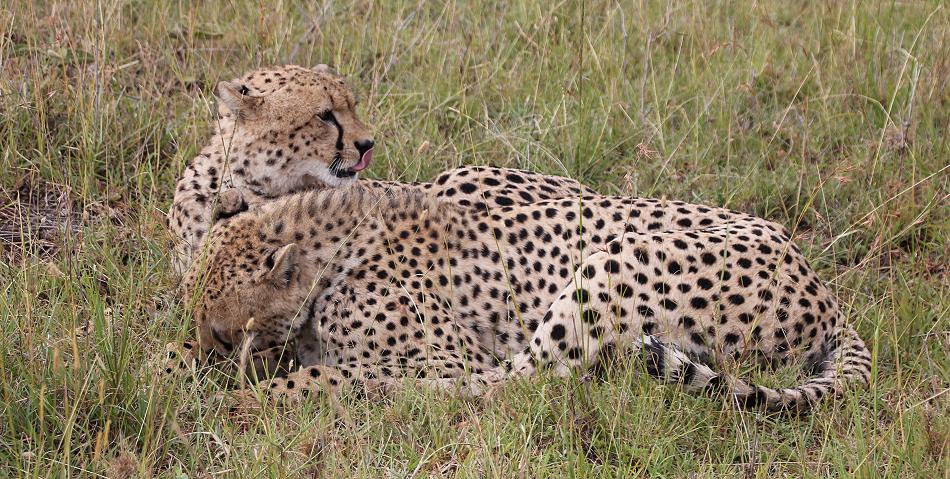 Malaikas Söhne, Geparden MASAI MARA