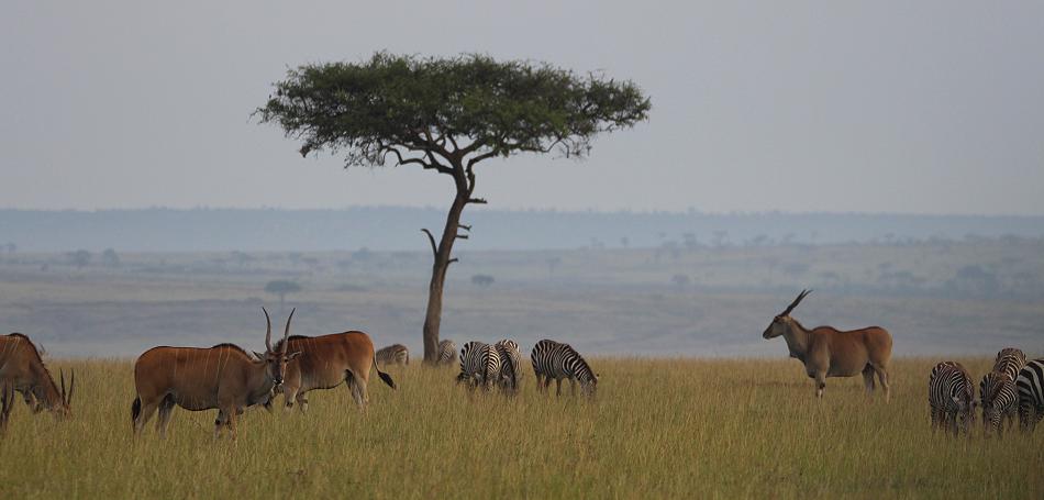 Mara Wildlife