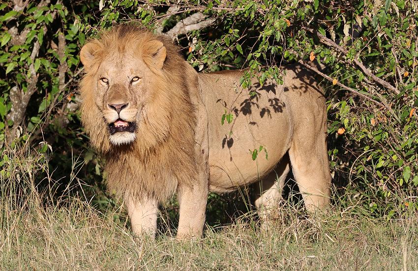 Bila Shaka Lion, Masai Mara