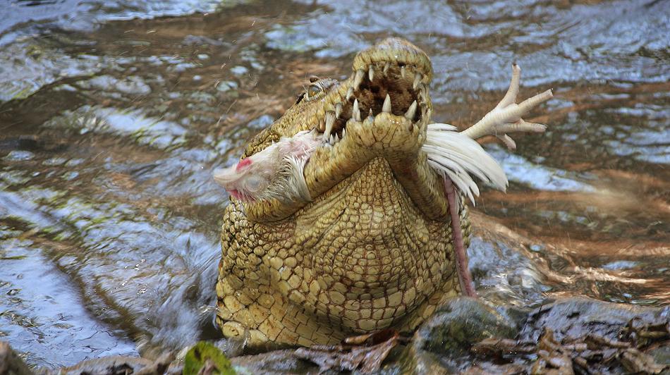Boko Boko Nilkrokodil Fütterung