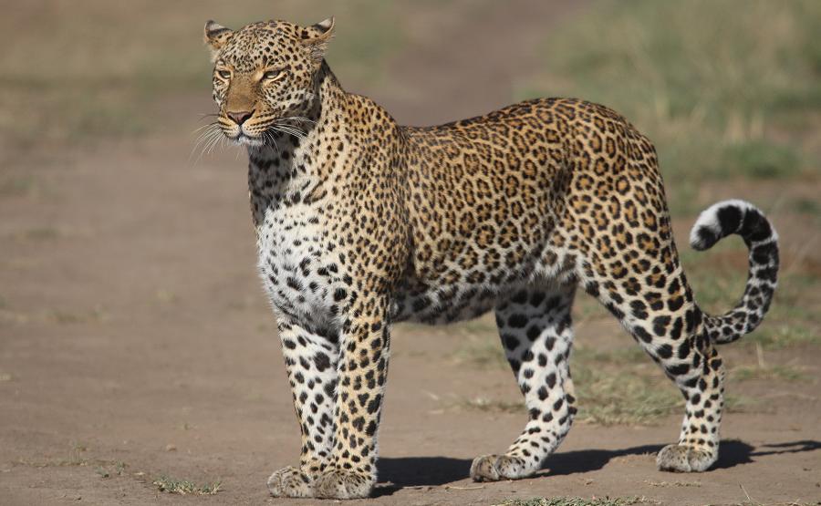 Kaboso Leopard, Masai Mara