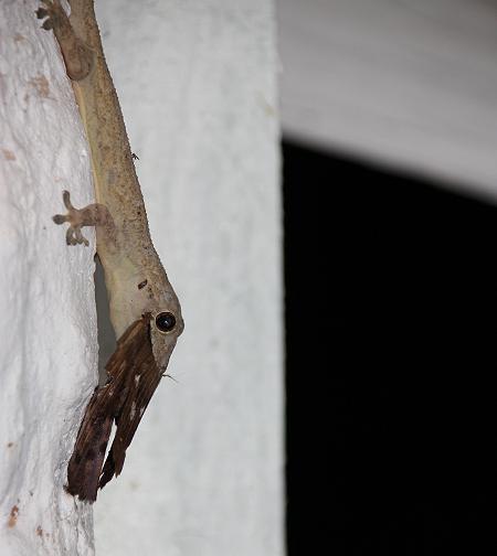 Hausgecko erlegt Nachfalter