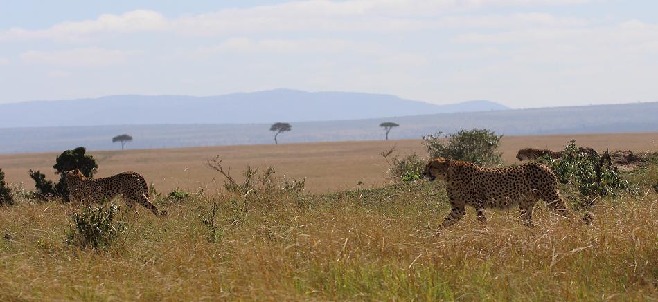 5 Geparden FAST FIFE, Masai Mara