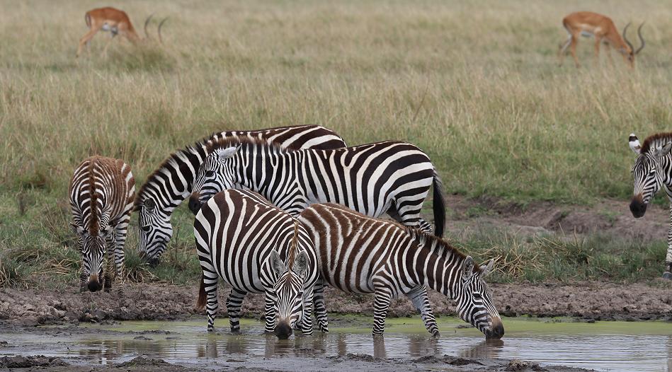 Mara Game Drive