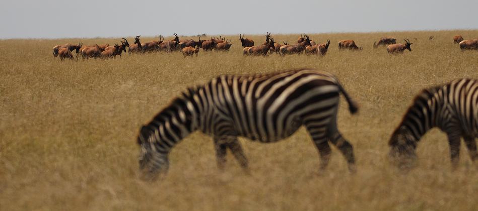 Zebras, Mara
