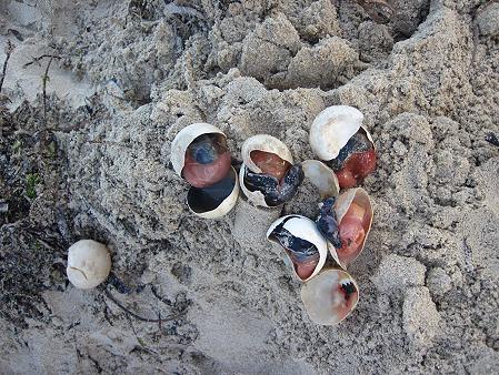 Meeresschildkrötenschlupf in Kenya