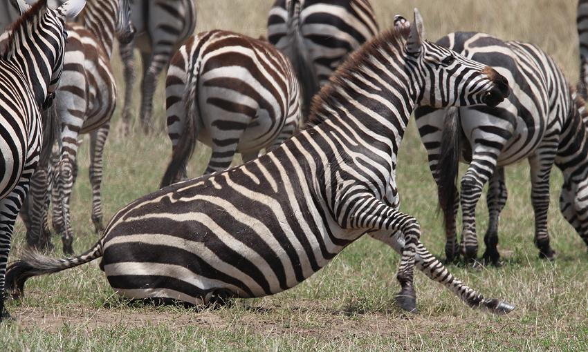 Zebras, Mara
