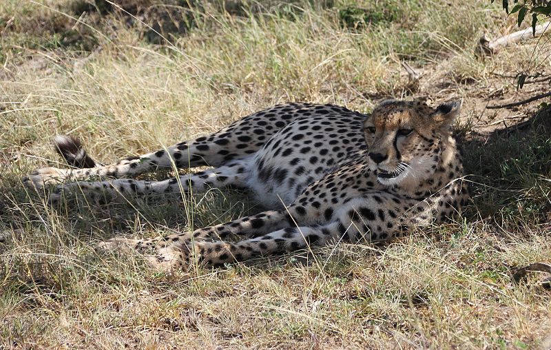 Gepard Imani (Acinonyx jubatus)