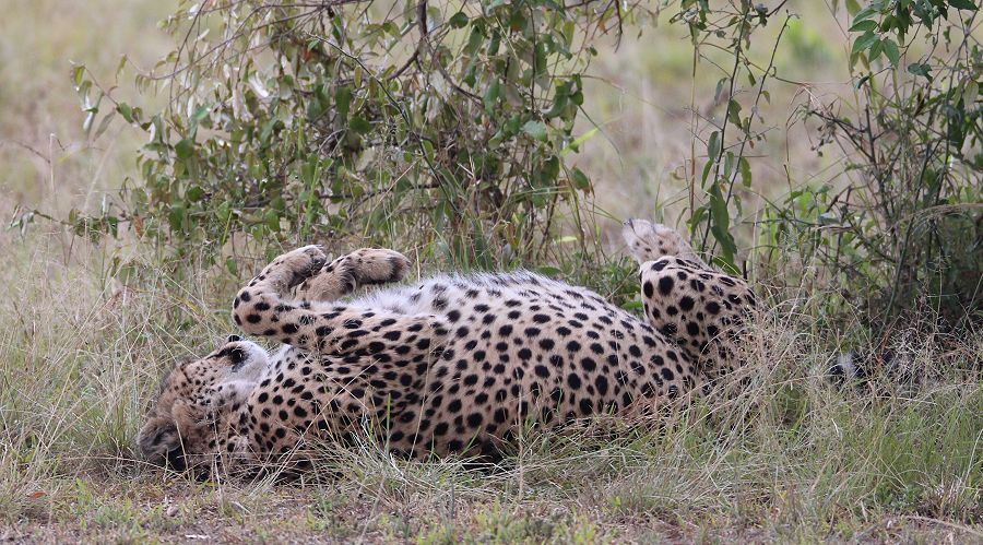 Gepard (Acinonyx jubatus) Imani