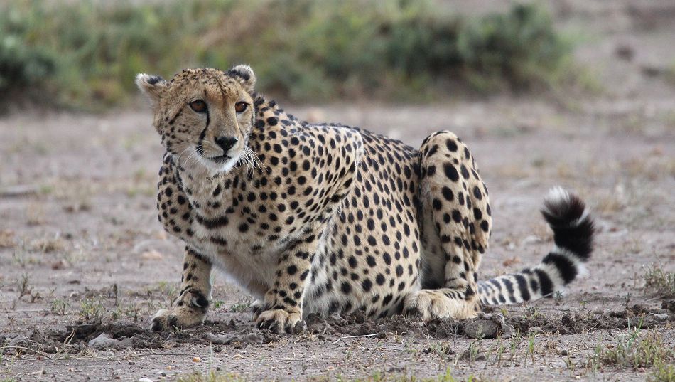 Gepard (Acinonyx jubatus) Imani