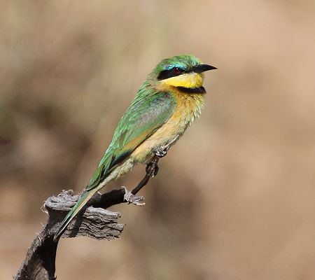 Zwergspint (Merops pusillus cyanostictus)