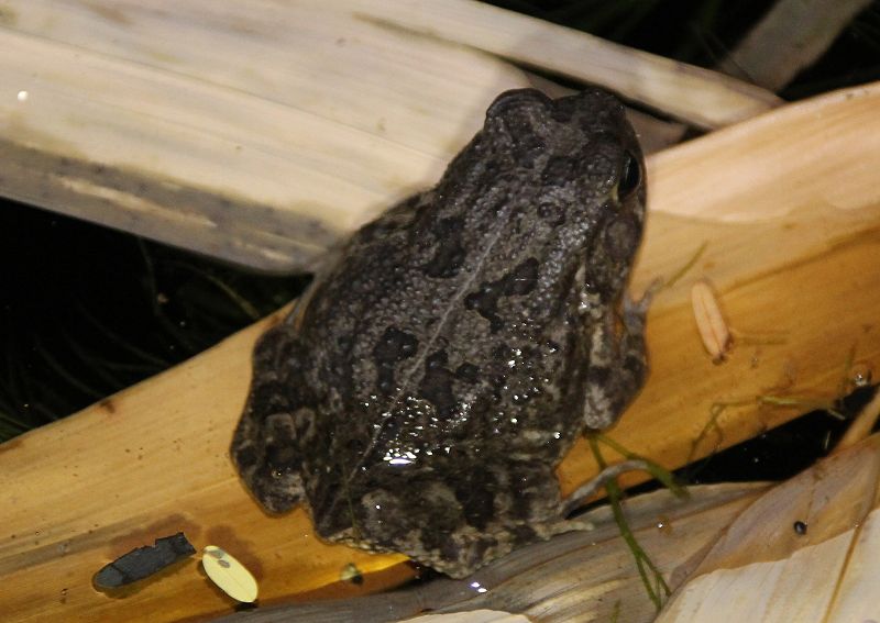 Patherkröte (Bufo guttturalis)