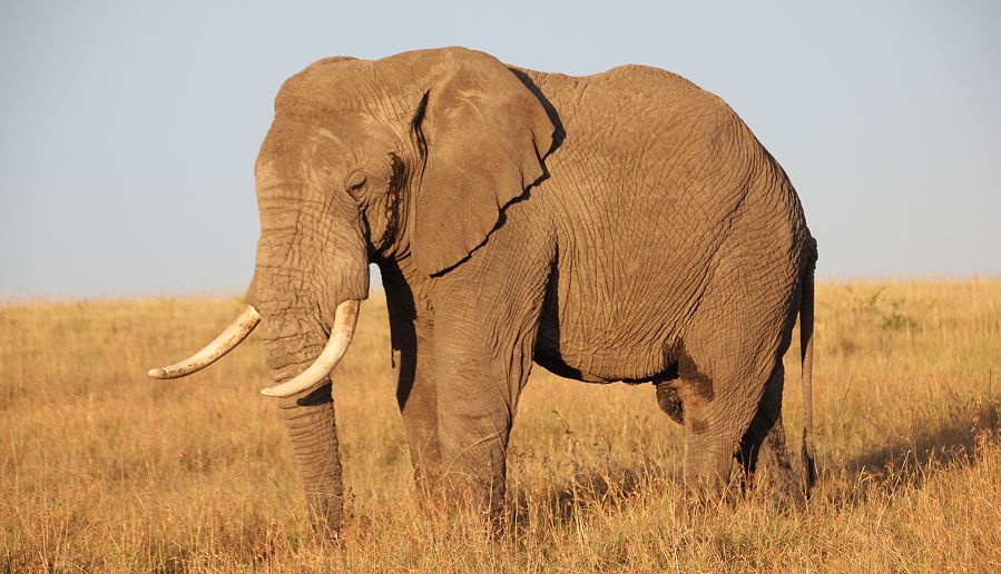 Afrikansicher Elefant