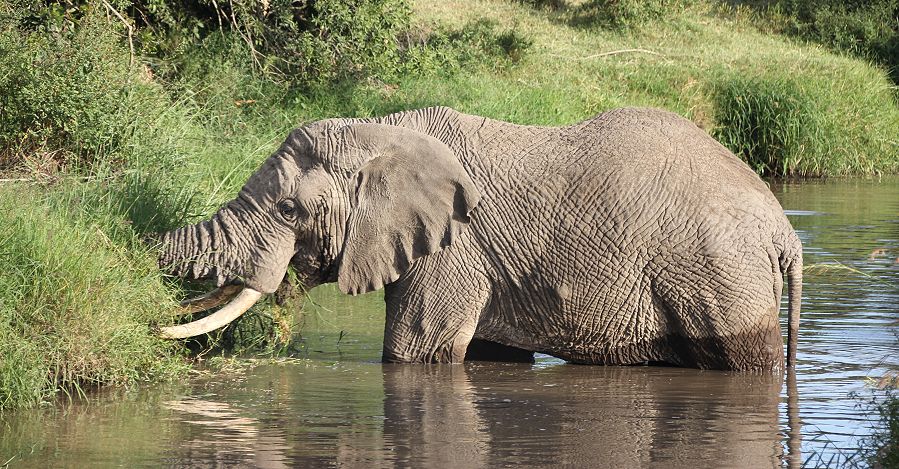 Afrikanischer Elefant