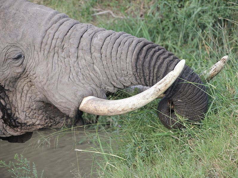 Afrikanischer Elefant