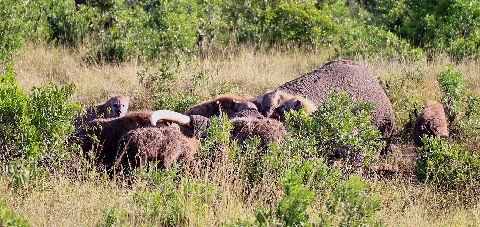 Afrikanischer Elefantenbulle (Loxodonta africana)