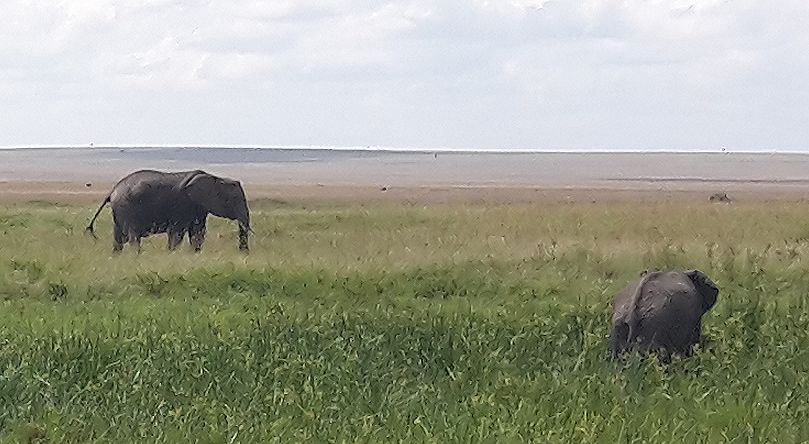 Busch Frühstück in der Masai Mara