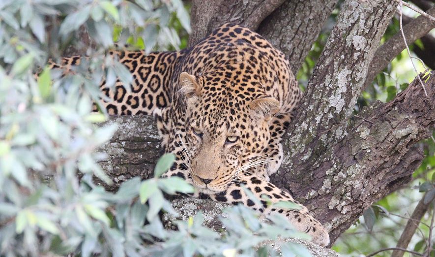 Leopard (Panthera pardus)