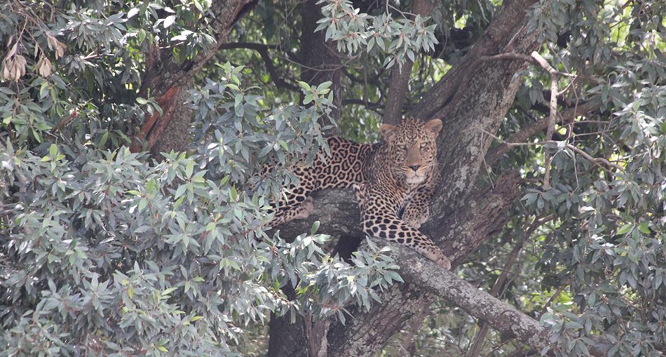 Leopard Leopard (Panthera pardus)