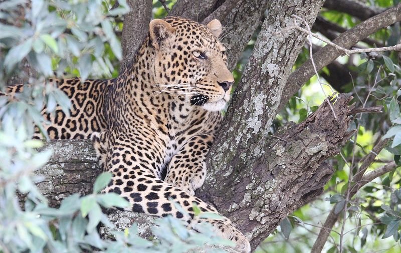 Leopard (Panthera pardus)