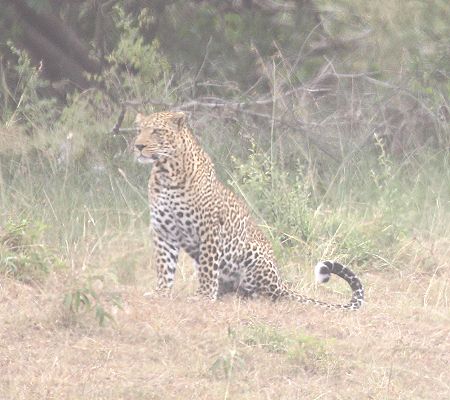 Leopard (Panthera pardus)