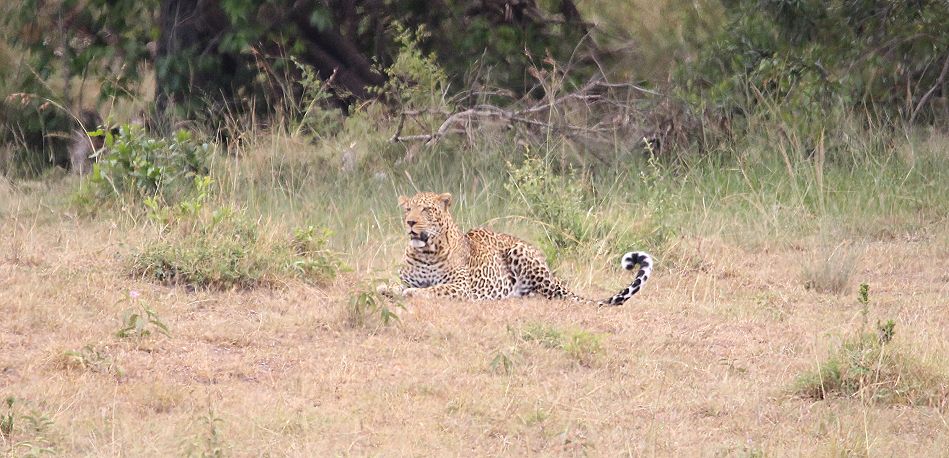 Leopard (Panthera pardus)