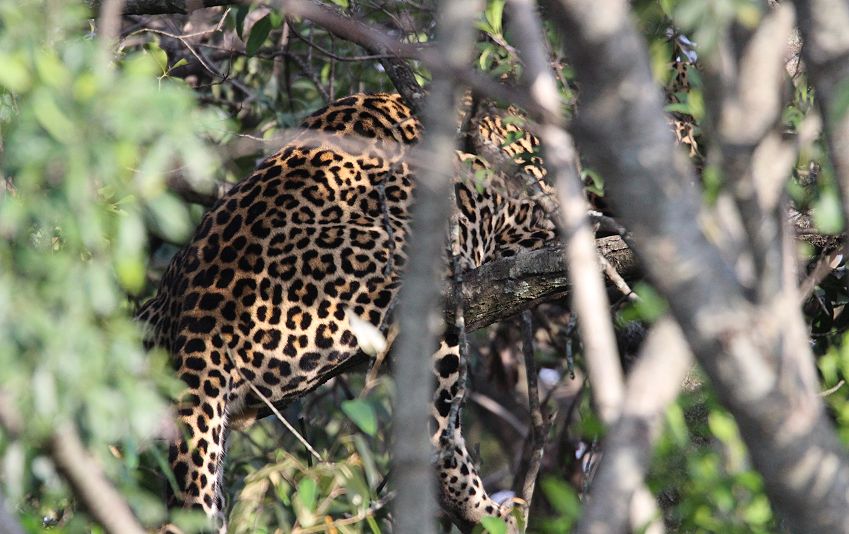 Leoparden Männchen