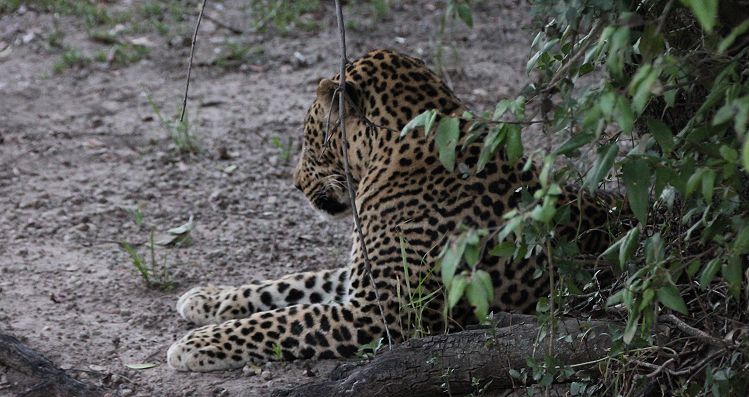 Leoparden Männchen (Panthera pardus)