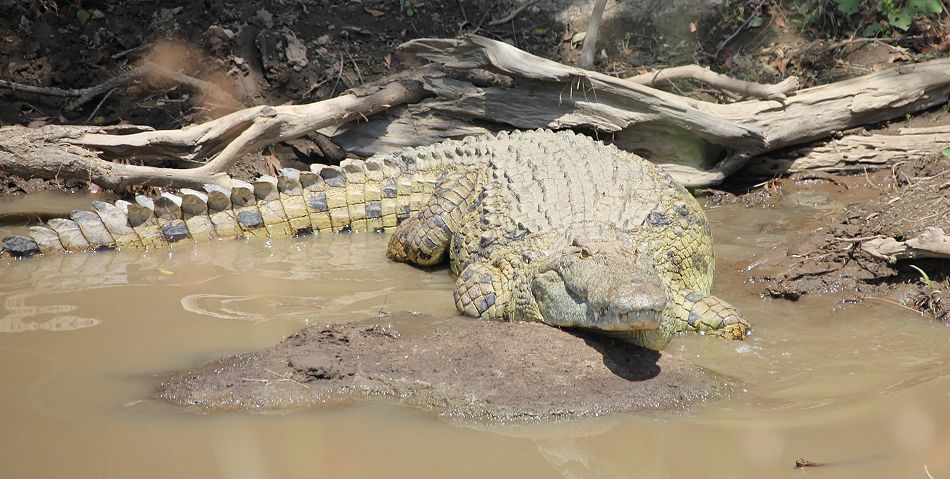 Nilkrokodil im Olare Orok