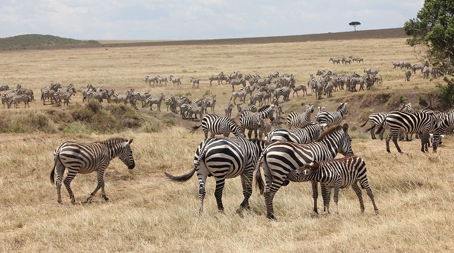 Zebra Crossing am Olare Orok