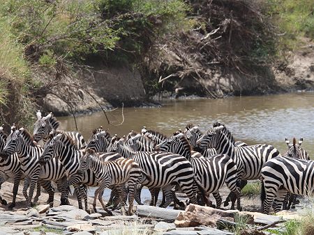 Zebra Crossing am Olare Orok