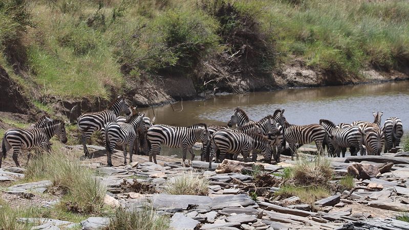 Zebra Crossing am Olare Orok